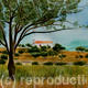 Olive tree in Greece