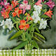 Freesias on gingham