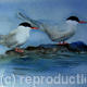 Terns on a rock