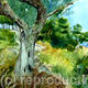 The old olive tree