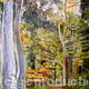 Autumn trees in Sussex