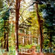 Autumn trees 2