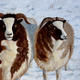 Sheep in the snow