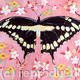 Oriental Butterfly