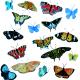 Butterflies