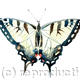 swallowtail