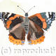 Red Admiral