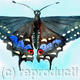 Swallowtail butterfly