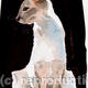 Siamese cat