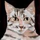 Tabby face