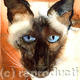 Siamese