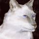 White siamese