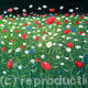 Poppies and daisies…