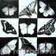 Butterflies in squares