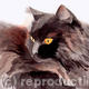 Black cat
