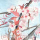 Cherry Blossom