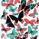Butterflies in flight