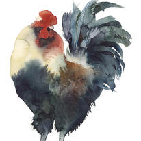 Gallo