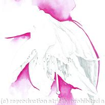 Lilly II