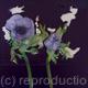Purple II
