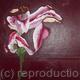 Broken Lilly