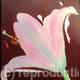 Broken Lilly-After