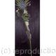 THISTLE