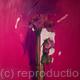AFRICAN LILLY WITH ROSE