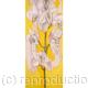 ORCHID