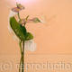 ANTHURIUMS IN PINK