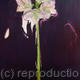 AMARYLLIS