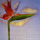 STRELITZIA