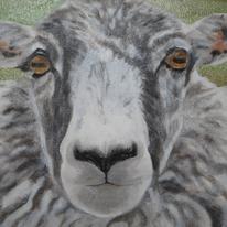 sheep