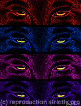 Four Wolves