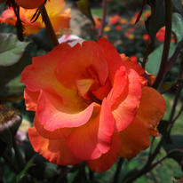 Crimson  and Salmon Rose