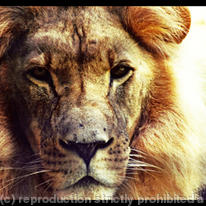 Lion 1
