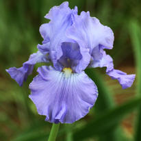 Purple Iris