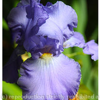 Purple Iris 8