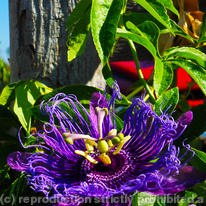Passion Flower