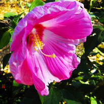 Hibiscus 2