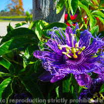Passion Flowers Landscape