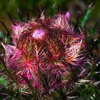 Wild Thistle 3