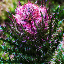 Thistle Bud 5