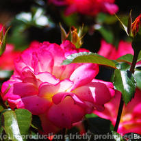 Pink Roses 2