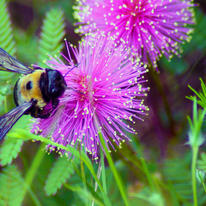 Bumble Bee