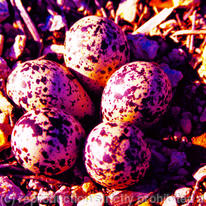 Killdeer Eggs