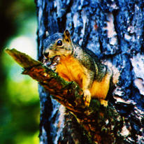 Squirrel