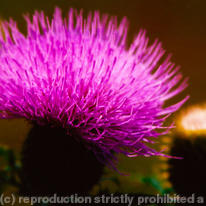 Thistle