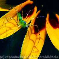 Green Spider
