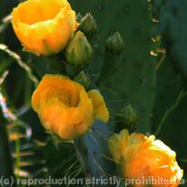Prickly Pear Cactus